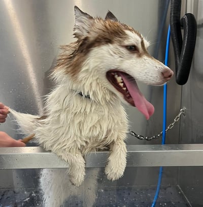 Photo de chien dans le dog wash