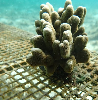 Resilent Porites colony nurtured in nursery in St Felix (June 2025)