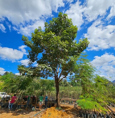 árvores adultas é na são paulo plantas