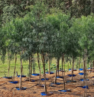 árvores nativas e para reflorestamento é na são paulo plantas