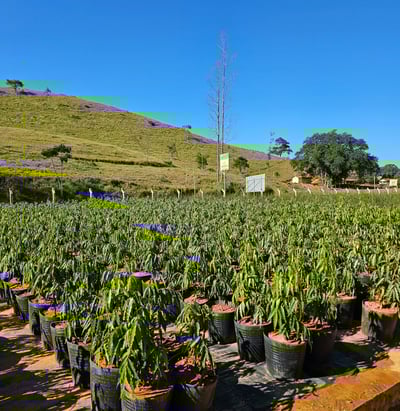mudas ornamentais é na são paulo plantas
