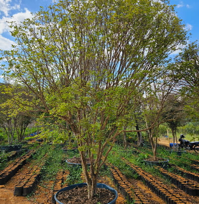 árvores frutiferas e jaboticabas produzindo é na são paulo plantas