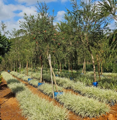 mudas ornamentais e forração é na são paulo plantas