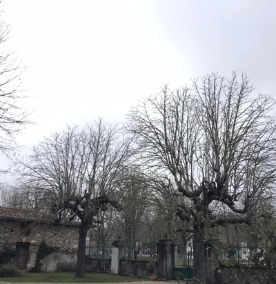 avant taille de marroniers