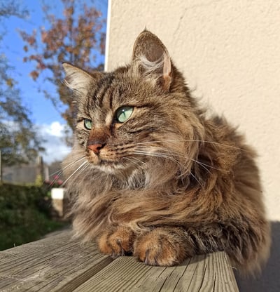 Chat