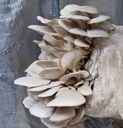 Fresh Pearl Oyster Mushrooms cultivated by Kansas City Mushroom Company.
