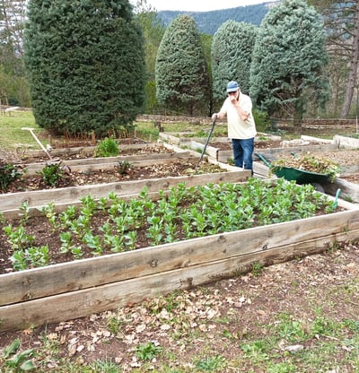 Rows of broad beans  