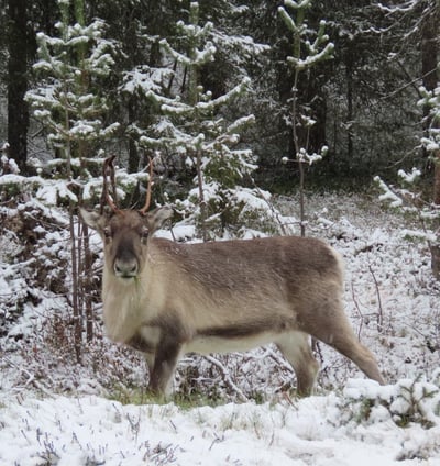 Rentier im Schnee auf dem Weg nach Levi