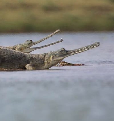 ghariyal safari in ranthambore national park