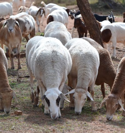 Goats and Sheeps for sale