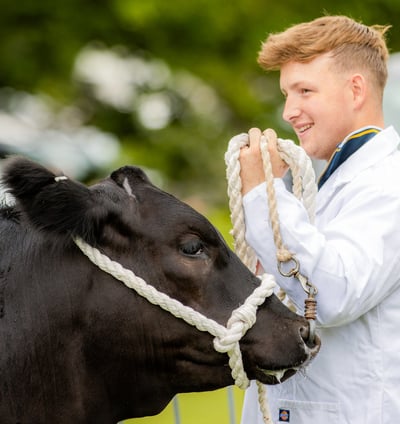 Man showing cow at Cwmdu Show