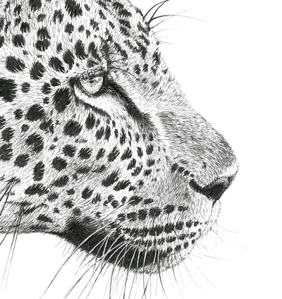 Wildlife Art - African Leopard
