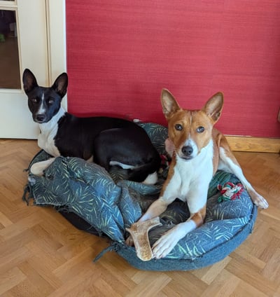 dog walking, dog sitting, vétérinaire, toiletteur, bruxelles