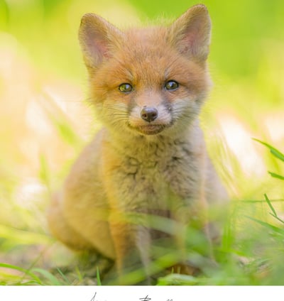 Renard