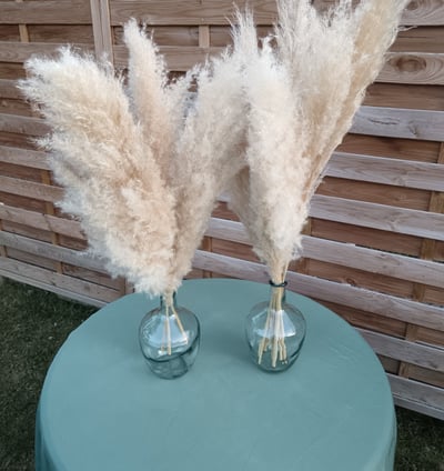 pampas