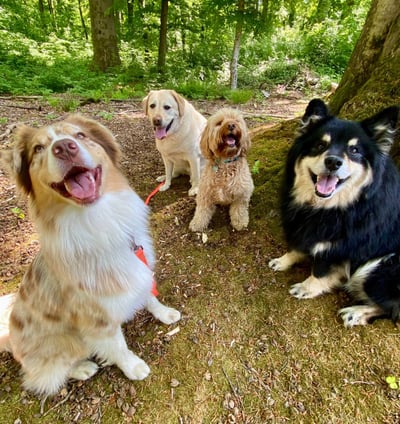 dog walking, dog sitting, vétérinaire, toiletteur, bruxelles