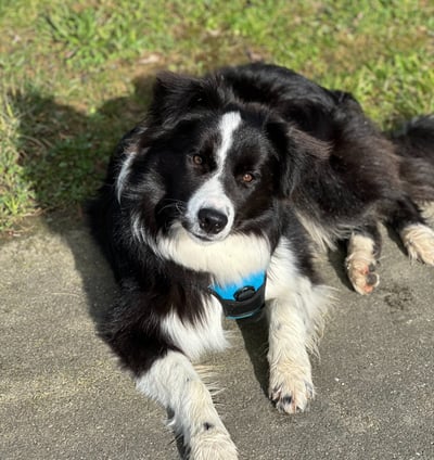 Border collie
