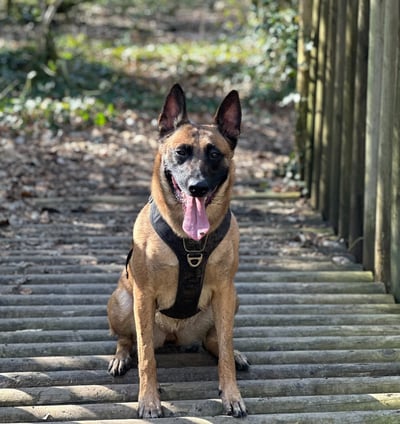 Malinoise