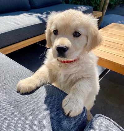 Available Golden Retrievers