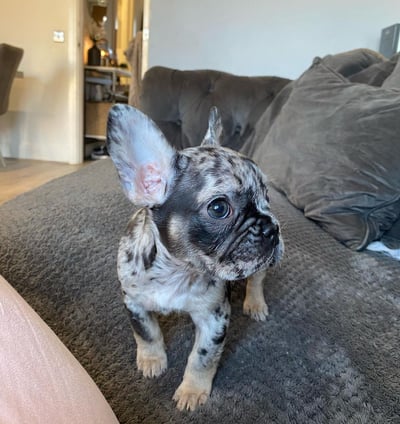 French Bulldog Puppies available