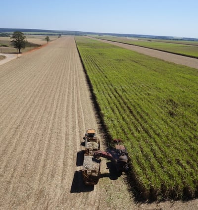 a tractor is driving down a large sugar kane field