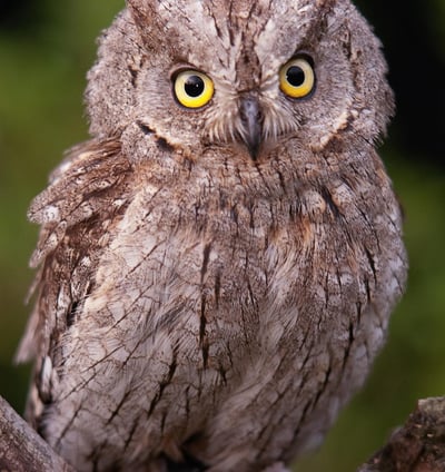 a small owl owl owl owl owl owl owl owl owl owl owl owl owl owl