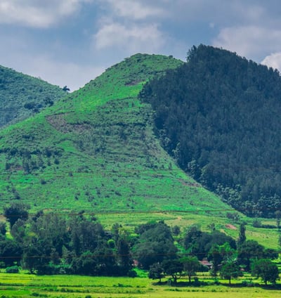 A valley with full of greenery and trees alongside the mountain