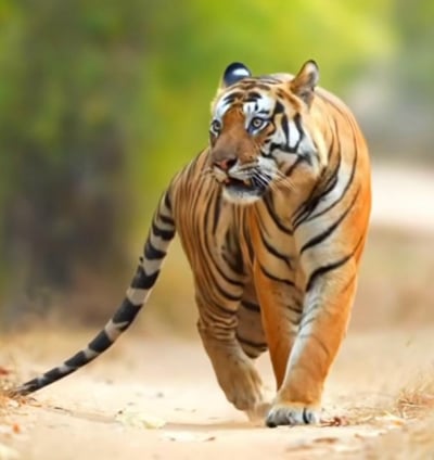 A tiger strolling in the jungle of Ranthambore