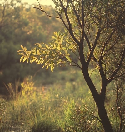 tea tree citronné
