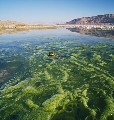 Spiruline
