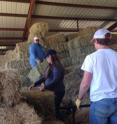 Hay for sale