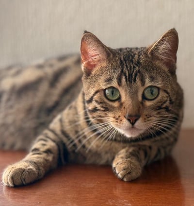 gata bengali