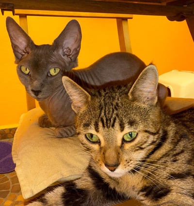 gatos de raza