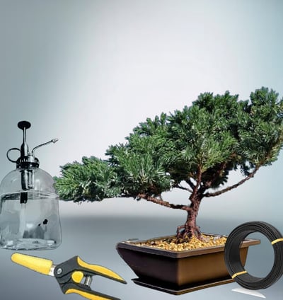 image of bonsai boi starter tree bundle kit.
