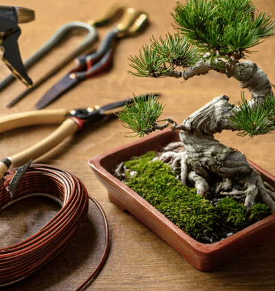 bonsai tools on table top