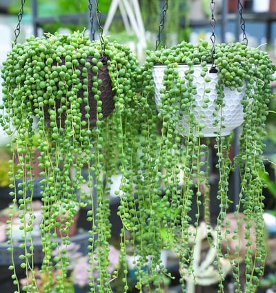 String of Pearls, Live Trailing Succulent Fully Rooted in Pots with Soil Mix