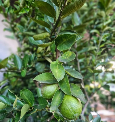 mudas frutiferas e citricas produzindo