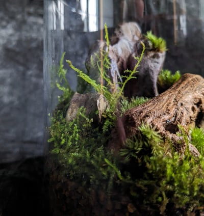 a terrarium contains small animal in a glass jar with moss