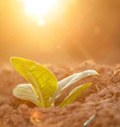 a plant growing out of the ground in the sun