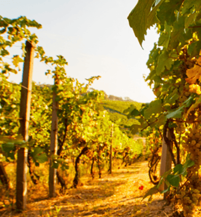 vignoble aux alentours gite des clauzels