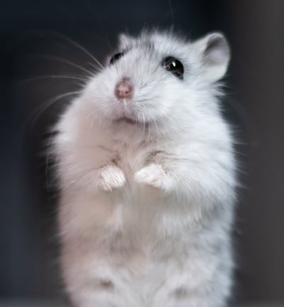 hamster