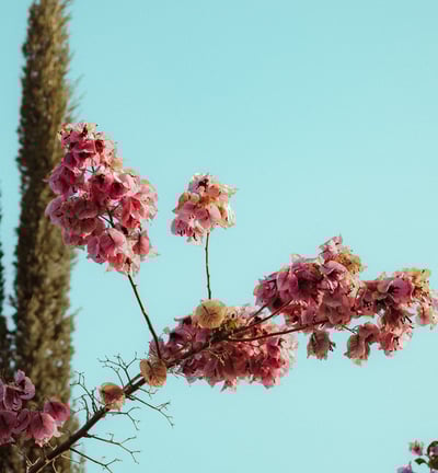 Foto de flor editada