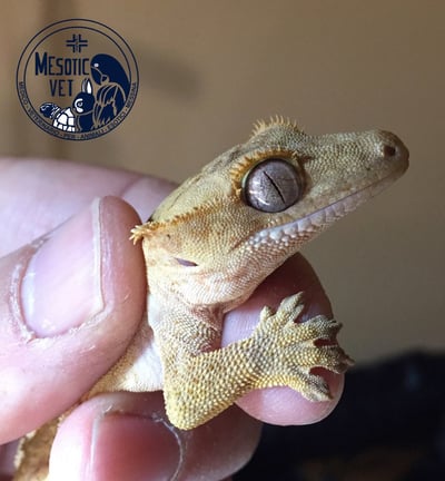 geco ciliatus, Correlophus ciliatus