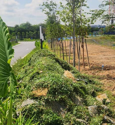 Pembekal Rumput Malaysia