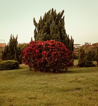 Fotografia de natureza - Lightroom