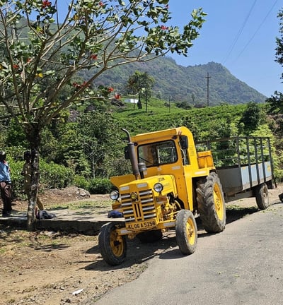 En las plantaciones de Té