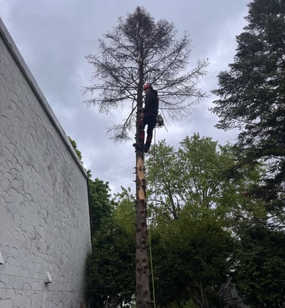 Arborist performing professional tree removal while secured in a tree in West Island