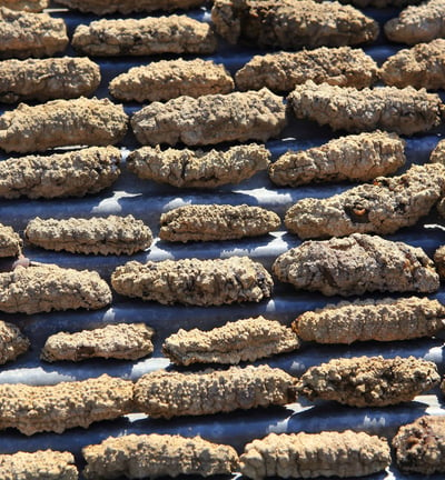 Dried trepangs (Holoturia Scabra) selected by Madopex, Madagascar's leader in seafood exports.