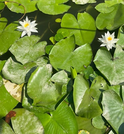 Water lily flower on lake