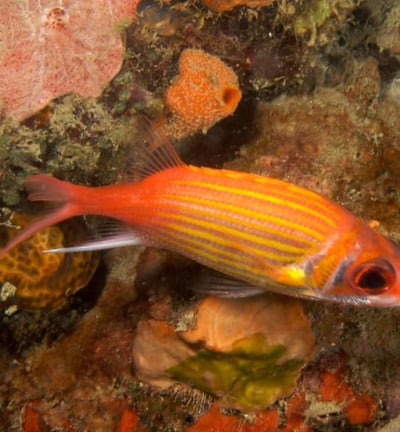 Biodiverté Fort Liberté Haïti